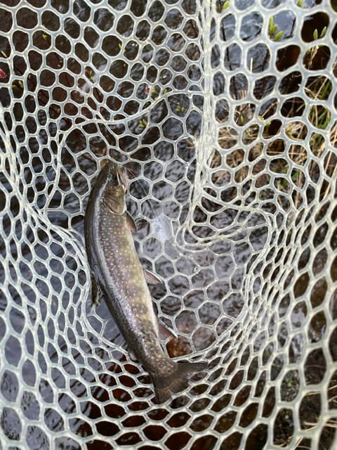 Wild brook trout in a net over a stream